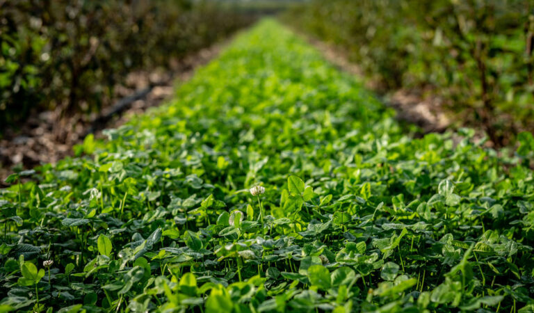 Transitie naar een regeneratief voedselsysteem