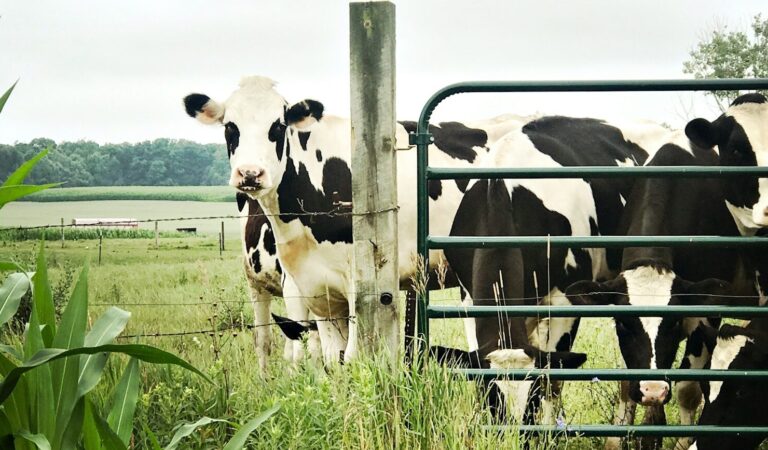 Perspectief op het boerenbedrijf